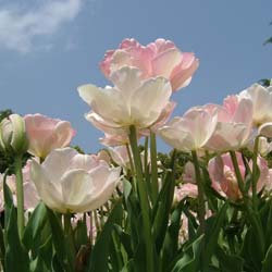 Tulip Double, Late flowering 'Angelique'